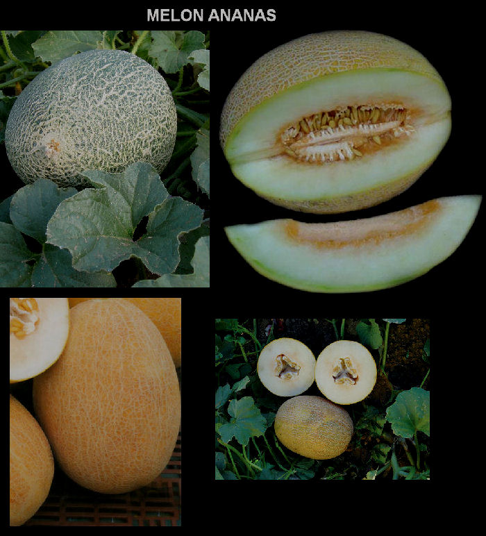 Descriptif Chapeau Melon à Pois Fluo